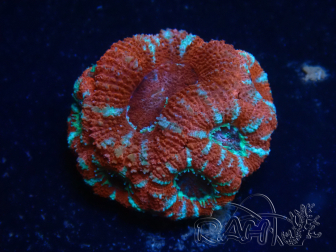 WYSIWYG Micromussa lordhowensis (ex Acanthastrea) 6A2