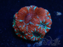 WYSIWYG Micromussa lordhowensis (ehemals Acanthastrea) 6A2