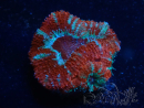 WYSIWYG Micromussa lordhowensis (ex Acanthastrea) 6A3