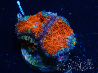 WYSIWYG Micromussa lordhowensis (ex Acanthastrea) 6A4