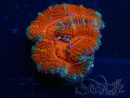 WYSIWYG Micromussa lordhowensis (anteriormente Acanthastrea) 6A5