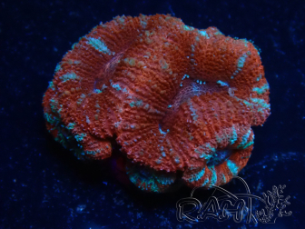 WYSIWYG Micromussa lordhowensis (ex Acanthastrea) 6A6