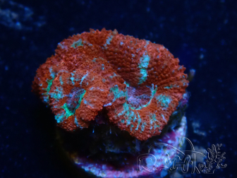 WYSIWYG Micromussa lordhowensis (ex Acanthastrea) 6A7