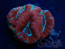 WYSIWYG Micromussa lordhowensis (ehemals Acanthastrea) 6A8