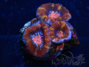 WYSIWYG Micromussa lordhowensis (ehemals Acanthastrea) 6K3