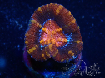 WYSIWYG Micromussa lordhowensis (formerly known as Acanthastrea) 6K4