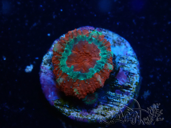 WYSIWYG Micromussa lordhowensis (ex Acanthastrea) 6B1