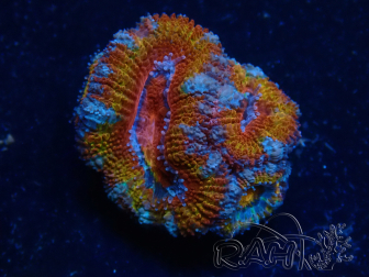 WYSIWYG Micromussa lordhowensis (ex Acanthastrea) 6B2