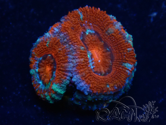 WYSIWYG Micromussa lordhowensis (ehemals Acanthastrea) 6B3