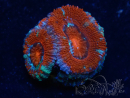 WYSIWYG Micromussa lordhowensis (ex Acanthastrea) 6B3