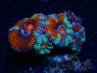 WYSIWYG Micromussa lordhowensis (ex Acanthastrea) 6B4
