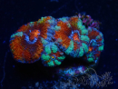 WYSIWYG Micromussa lordhowensis (ex Acanthastrea) 6B4