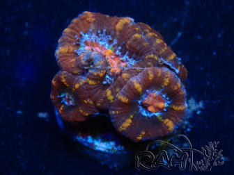 WYSIWYG Micromussa lordhowensis (ehemals Acanthastrea) 6B5