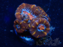 WYSIWYG Micromussa lordhowensis (ex Acanthastrea) 6B5