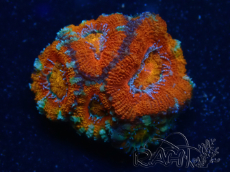 WYSIWYG Micromussa lordhowensis (ex Acanthastrea) 6B6