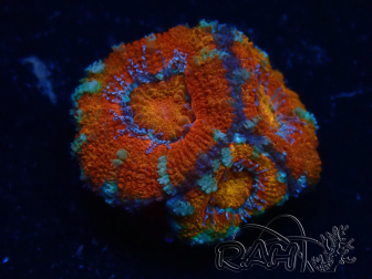 WYSIWYG Micromussa lordhowensis (anteriormente Acanthastrea) 6B7