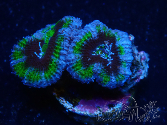 WYSIWYG Micromussa lordhowensis (ex Acanthastrea) 6B8