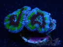 WYSIWYG Micromussa lordhowensis (ex Acanthastrea) 6B8