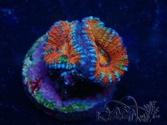 WYSIWYG Micromussa lordhowensis (ex Acanthastrea) 6K5