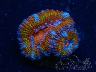WYSIWYG Micromussa lordhowensis (ex Acanthastrea) 6K6