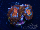 WYSIWYG Micromussa lordhowensis (ex Acanthastrea) 6C1