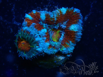 WYSIWYG Micromussa lordhowensis (ex Acanthastrea) 6C2