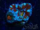 WYSIWYG Micromussa lordhowensis (ex Acanthastrea) 6C2