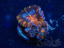WYSIWYG Micromussa lordhowensis (ex Acanthastrea) 6C3