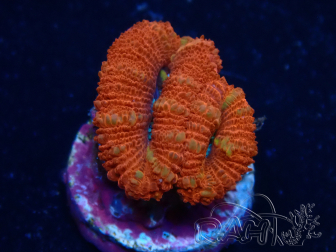 WYSIWYG Micromussa lordhowensis (ex Acanthastrea) 6C5