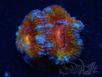 WYSIWYG Micromussa lordhowensis (ex Acanthastrea) 6C6