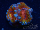 WYSIWYG Micromussa lordhowensis (ex Acanthastrea) 6C6