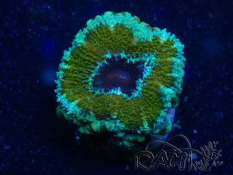 WYSIWYG Micromussa lordhowensis (formerly Acanthastrea) 6C7