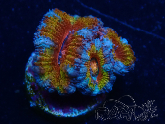 WYSIWYG Micromussa lordhowensis (ex Acanthastrea) 6C8