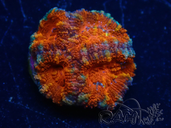 WYSIWYG Micromussa lordhowensis (ex Acanthastrea) 6C9