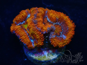 WYSIWYG Micromussa lordhowensis (ex Acanthastrea) 6K8