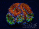 WYSIWYG Micromussa lordhowensis (ehemals Acanthastrea) 6D1