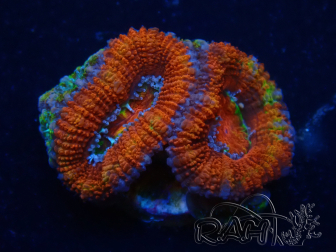 WYSIWYG Micromussa lordhowensis (ehemals Acanthastrea) 6D2