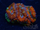 WYSIWYG Micromussa lordhowensis (ex Acanthastrea) 6D3