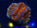 WYSIWYG Micromussa lordhowensis (ex Acanthastrea) 6D4