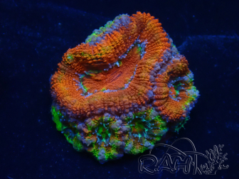 WYSIWYG Micromussa lordhowensis (ehemals Acanthastrea) 6D5
