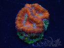 WYSIWYG Micromussa lordhowensis (anteriormente Acanthastrea) 6D6