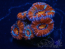 WYSIWYG Micromussa lordhowensis (ex Acanthastrea) 6D7