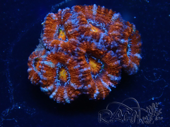 WYSIWYG Micromussa lordhowensis (ex Acanthastrea) 6D8