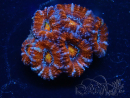 WYSIWYG Micromussa lordhowensis (ex Acanthastrea) 6D8