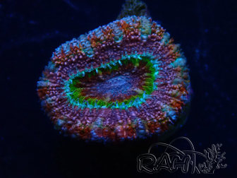 WYSIWYG Micromussa lordhowensis (formerly Acanthastrea) 6K