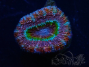 WYSIWYG Micromussa lordhowensis (ehemals Acanthastrea) 6K