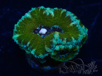 WYSIWYG Micromussa lordhowensis (ex Acanthastrea) 6K