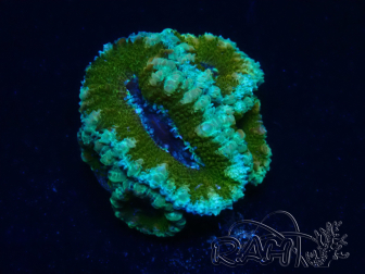 WYSIWYG Micromussa lordhowensis (ex Acanthastrea) 6E1