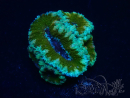 WYSIWYG Micromussa lordhowensis (ex Acanthastrea) 6E1