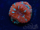 WYSIWYG Micromussa lordhowensis (ex Acanthastrea) 6E3